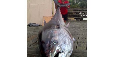 Pacitfic bluefin tuna record April 2104.jpg